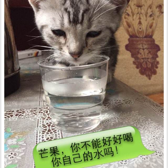 巴巴多斯驾驶证怎么购买